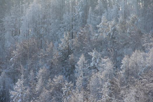 Sunny winter birch Forest Landscape aerial view background Travel serene scenic view