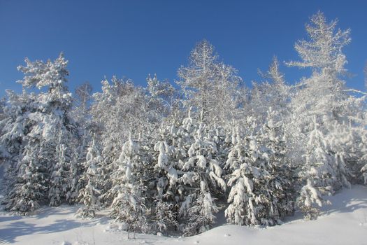 Winter snow mountain landscape with pine trees at ski resort Abzakovo region, Russia, sunny day