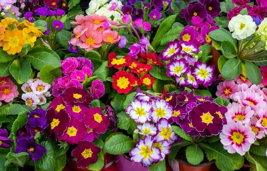 Primrose is multicolored in full bloom. Primula vulgaris blooms.