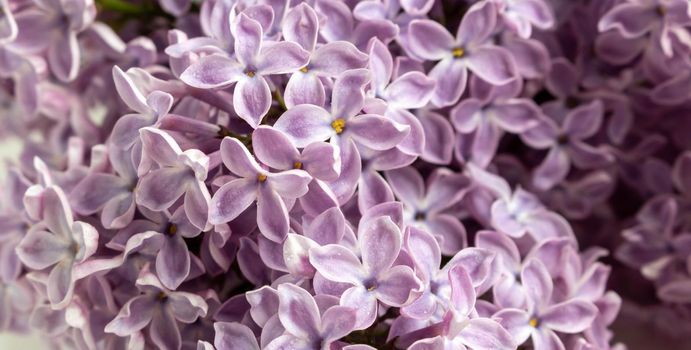 Purple lilac flowers as background. Spring background