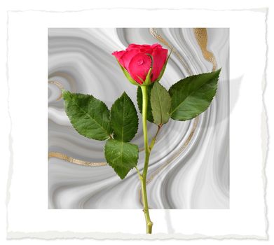 Red rose flower on pastel grey white marble background. Flowers for holiday cards, mother's day, 8 March, birthday, wedding, Valentine's Day. Beautiful flower arrangement. Top view, flat lay