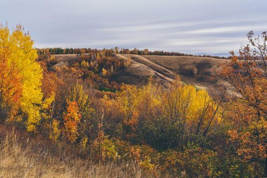 Autumnal forest on the hillside at overcast day