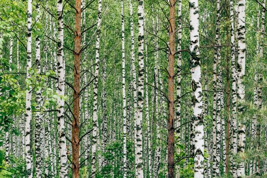 Two pine trees in birch grove. Background