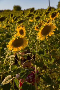 A cute baby girl playing in a sunflower field hidding behind some sunflowers