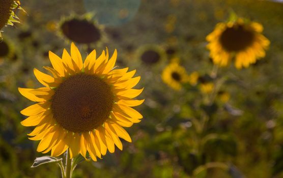 Close-up of sunflowers in a field in the sunset