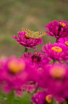 Closed up Butterfly on flower -Blur flower background