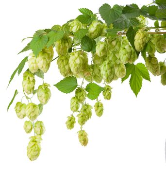 Fresh green hop branch, isolated on a white background. Hop cones for making beer and bread. Close up