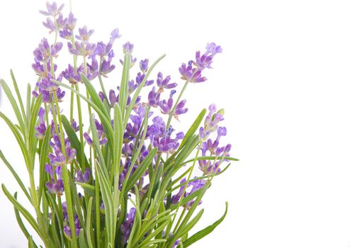 Lavender flowers bundle on a white background.