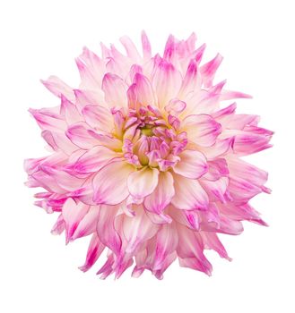 Deautiful flower dahlia isolated on a white background