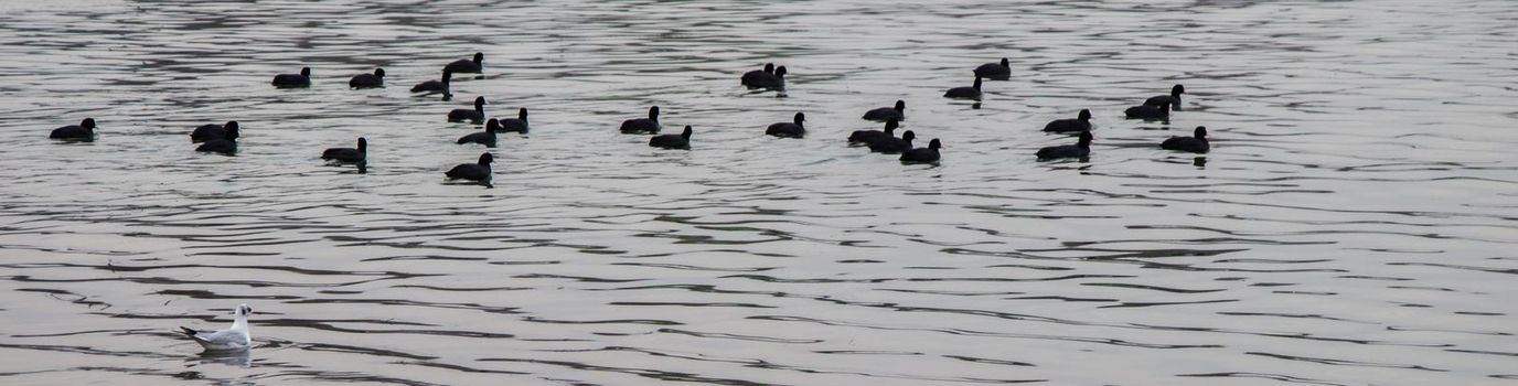 Gruop of birds swim calmly on the sea surface