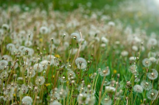 Soft fluffy dandelions in the sunlight on a blue toned background. Beautiful spring nature.