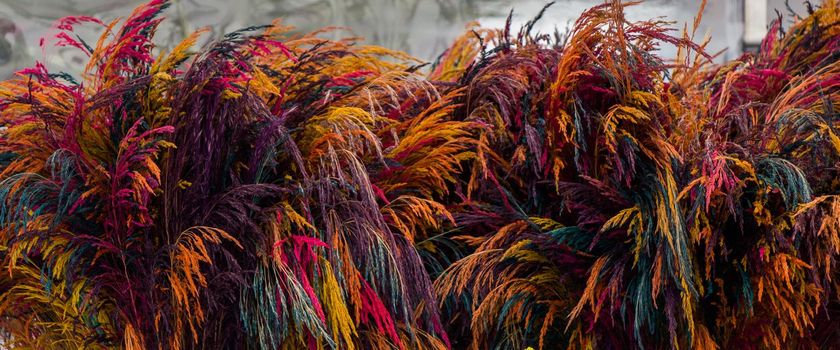 Beautiful colorful natural  flowers in dry form