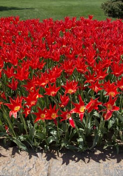 Red color tulip flowers bloom in the garden