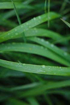 Green young grass after rain with water drops