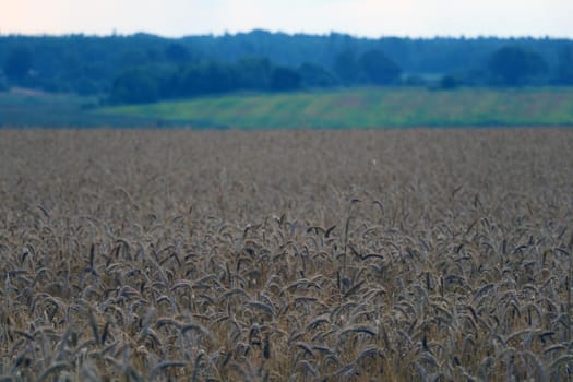 Dark yellow field of wheat or barley before harvest