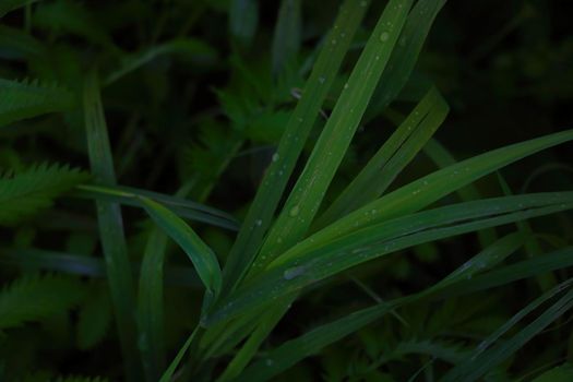 Green young grass after rain with water drops