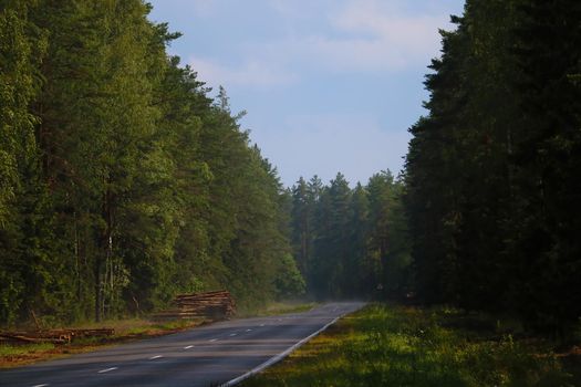 Wet road after rain along the green forest