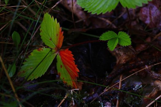 Top view of strawberry or strawberry leaves