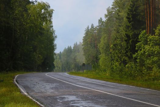 Wet road after rain along the green forest