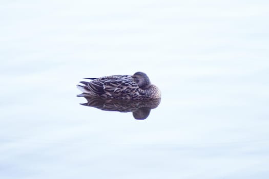 Duck silhouette swimming in a lake. Sunset