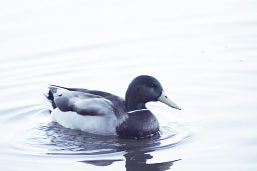 Duck silhouette swimming in a lake. Sunset