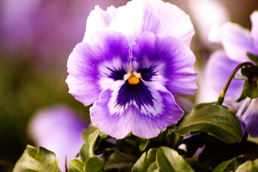 Purple pansy flower planted in the field. No people