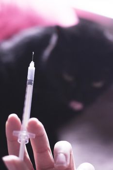 Syringe with insulin and black cat background. No people