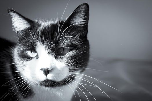 Black and white cat playing with colored cat duster. No people