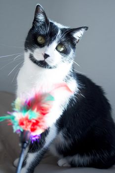 Black and white cat playing with colored cat duster. No people