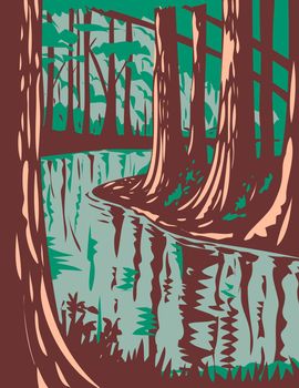 WPA poster art of Cedar Creek, a blackwater stream that runs through the Congaree National Park in central South Carolina, United States in works project administration or federal art project style.