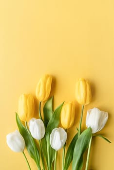 Spring concept. Top view of beautiful yellow and white tulips on yellow background