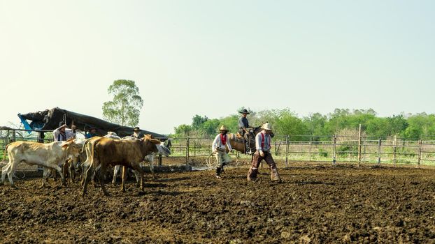 Farmer is working on farm with dairy cows in fence.