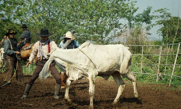 Farmer is working on farm with dairy cows in fence.