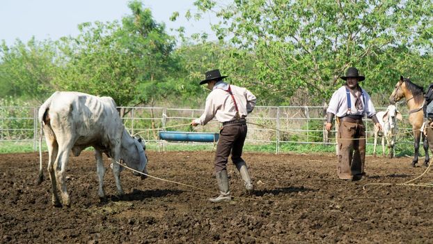 Farmer is working on farm with dairy cows in fence.