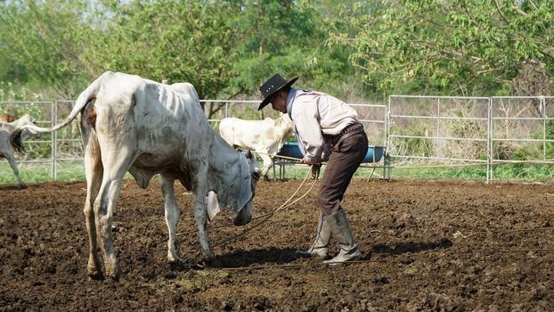 Farmer is working on farm with dairy cows in fence.