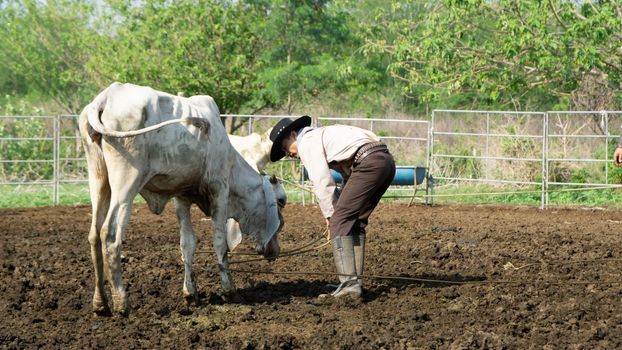 Farmer is working on farm with dairy cows in fence.