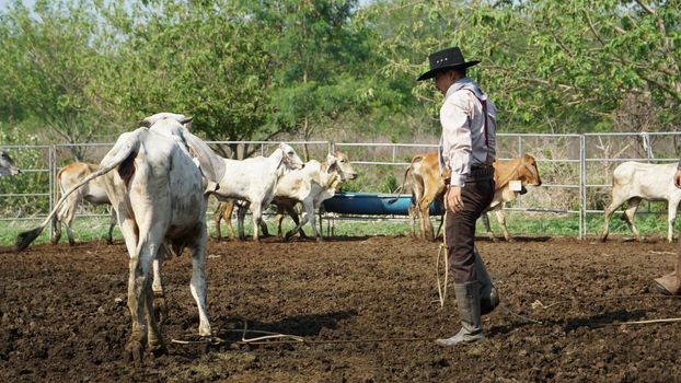 Farmer is working on farm with dairy cows in fence.