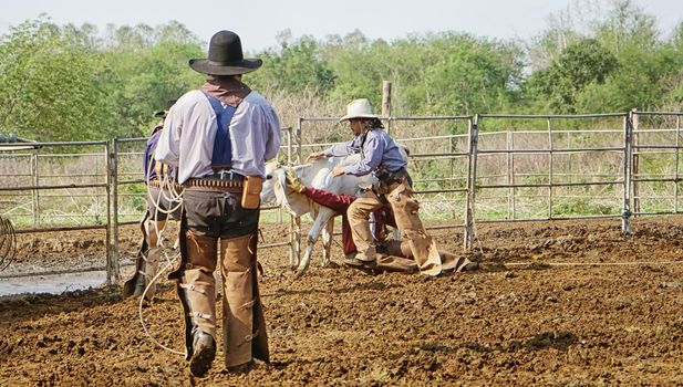 Farmer is working on farm with dairy cows in fence.