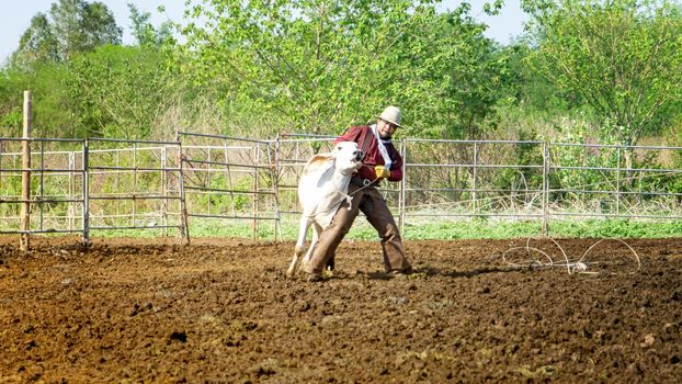 Farmer is working on farm with dairy cows in fence.