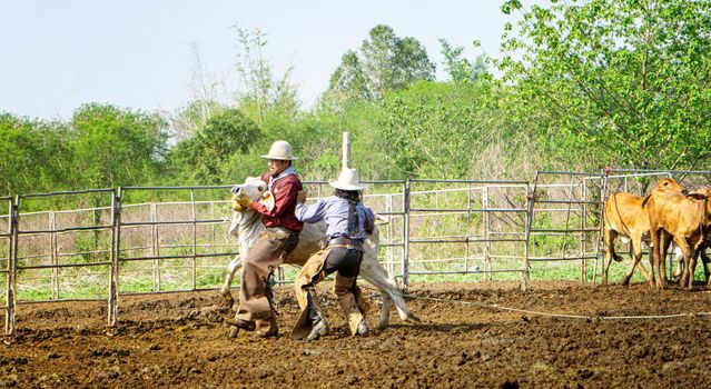 Farmer is working on farm with dairy cows in fence.