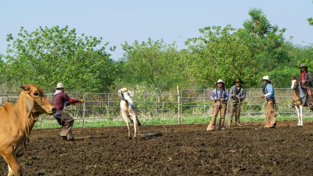 Farmer is working on farm with dairy cows in fence.