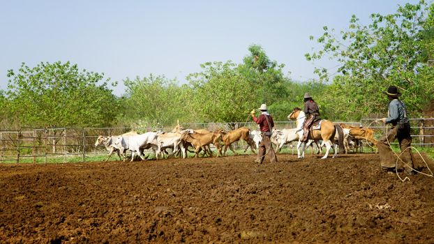 Farmer is working on farm with dairy cows in fence.