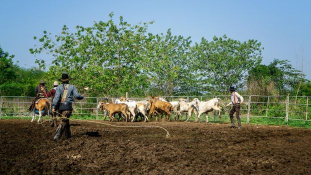 Farmer is working on farm with dairy cows in fence.