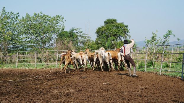 Farmer is working on farm with dairy cows in fence.