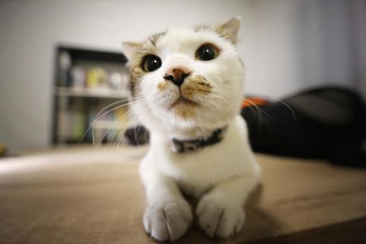 portrait of white cat with big eye looking at camara.