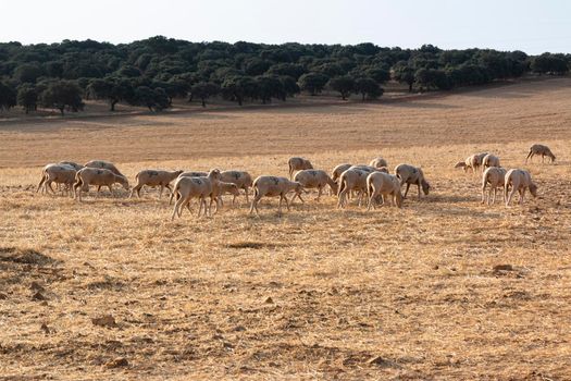 Sheep grazing in a dry cereal field in southern Andalusia Spain.