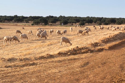 Sheep grazing in a dry cereal field in southern Andalusia Spain.