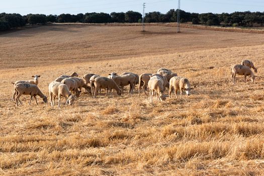 Sheep grazing in a dry cereal field in southern Andalusia Spain.