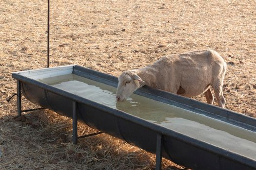 Sheep drinking in a pool in a dry cereal field in southern Andalusia Spain.