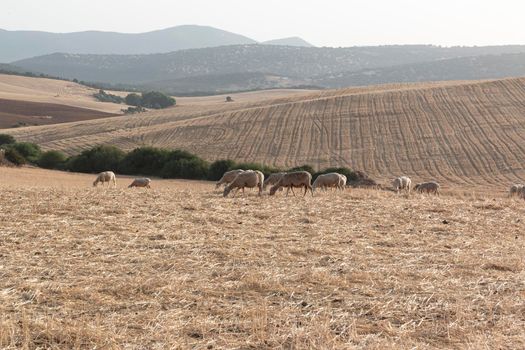 Sheep grazing in a dry cereal field in southern Andalusia Spain.